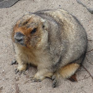 Bobak Marmot