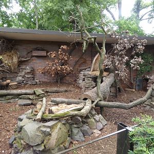Bush Dog enclosure