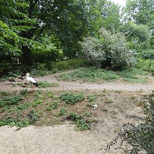 Giant Anteater enclosure