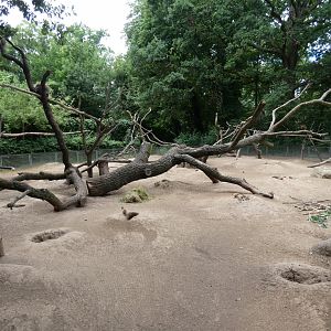 North American Tree Porcupine and Black-tailed Prarie Dog enclosure