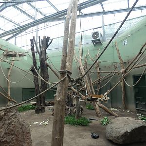 Smaller Chimpanzee Indoors