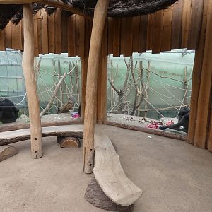 Upper-viewing for Chimpanzee enclosure