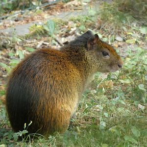 Black-rumped Agouti
