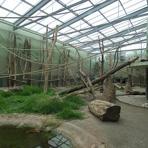 Larger Chimpanzee Indoors