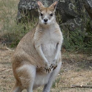 Agile Wallaby