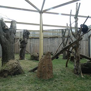 Chimpanzee Netted Outdoors