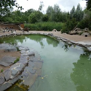 Black-footed Penguin enclosure