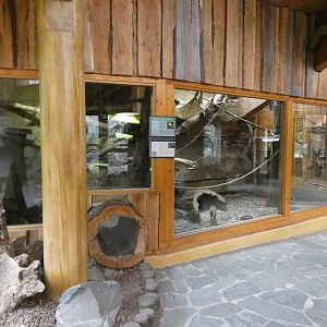 View of Gabon Talapoin indoors in Mandrill House