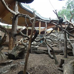 View of Mandrill enclosure