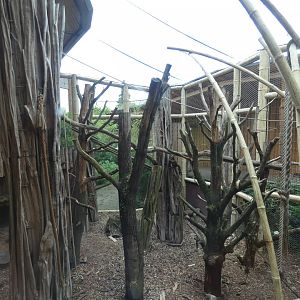 Golden-bellied Mangabey enclosure in Mandrill House