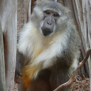 Golden-bellied Mangabey