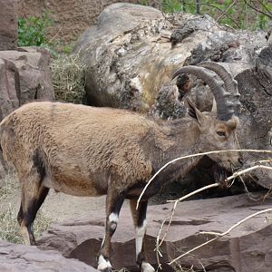 Nubian Ibex