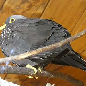 African Olive-Pigeon