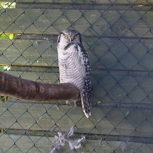 Hawk Owl 30th June 2018
