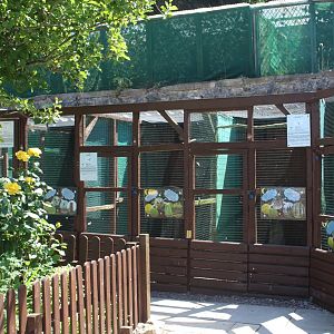 small owl aviaries 30th June 2018