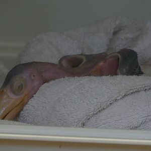 Toco toucan chick, July 2018