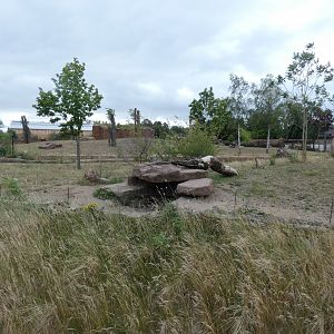 African Wild Dog Enclosure
