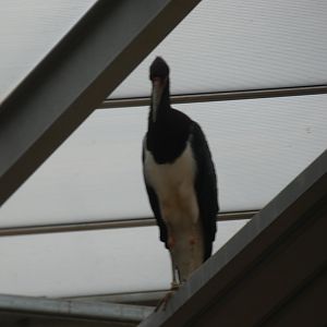 Abdim's Stork in Elephant House
