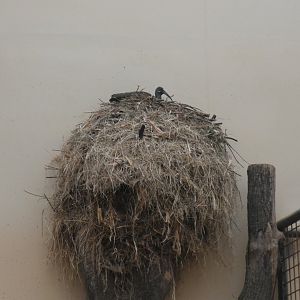 Hadada Ibis in Elephant House