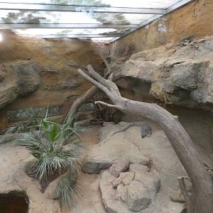 Rock Monitor enclosure in Elephant House