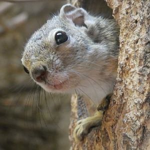 Snith's Bush Squirrel