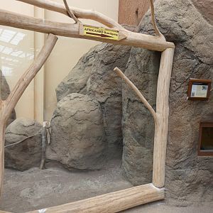 Banded Mongoose Viewing Area in Elephant House