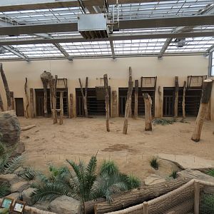 View of Elephant Indoors