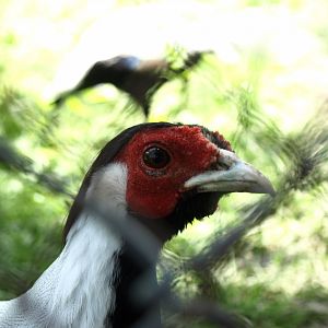 Silver pheasant - Lalazar Wildlife Park 7/7/2018