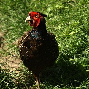 Green pheasant - Lalazar Wildlife Park 8/7/2018