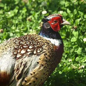 Common pheasant - Lalazar Wildlife Park 8/7/2018