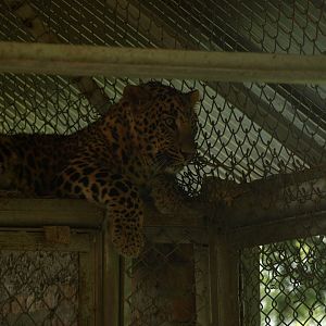 Indian leopard - Lalazar Wildlife Park 8/7/2018