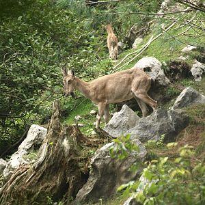 Kashmir markhor - Lalazar Wildlife Park 10/7/2018