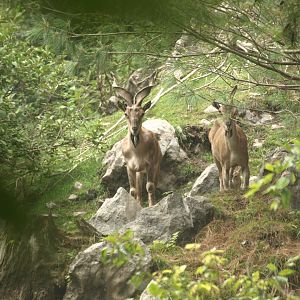 Kashmir markhor - Lalazar Wildlife Park 10/7/2018