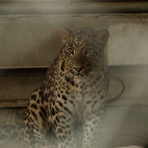 Indian leopard - Lalazar Wildlife Park 10/7/2018