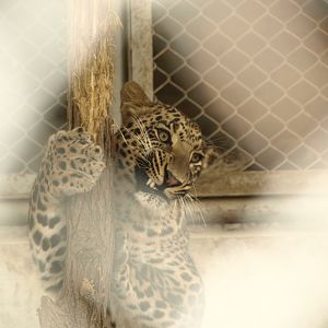 Indian leopard - Lalazar Wildlife Park 10/7/2018