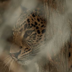 Indian leopard - Lalazar Wildlife Park 10/7/2018