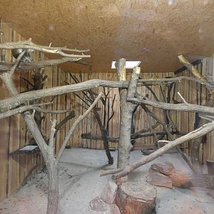 Grivet Monkey Indoors