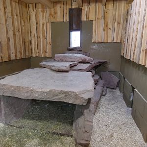 Cape Porcupine and Yellow Mongoose enclosure