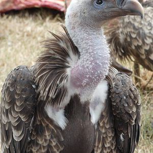 Ruppell's Griffon Vulture