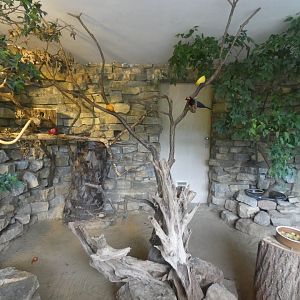 Bearded Barbet and Purple Glossy Starling indoors