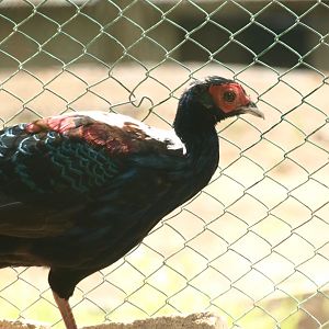 Swinhoe's pheasant - Bansra Gali Wildlife Park 10/7/2018