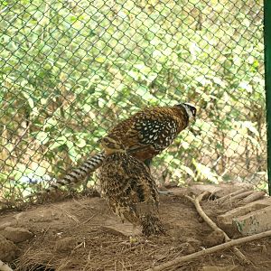 Reeve's pheasants - Bansra Gali Wildlife Park 10/7/2018