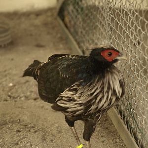 White-crested kalij pheasant - Bansra Gali Wildlife Park 10/7/2018