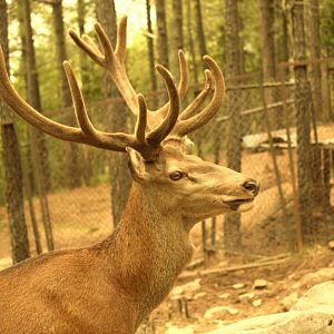 Red deer stag - Bansra Gali Wildlife Park 10/7/2018