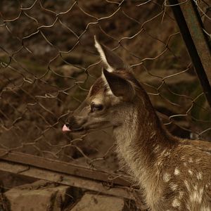 Red deer fawn - Bansra Gali Wildlife Park 10/7/2018