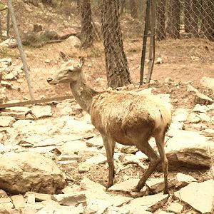 Red deer doe - Bansra Gali Wildlife Park 10/7/2018