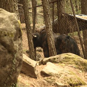 Yak - Bansra Gali Wildlife Park 10/7/2018