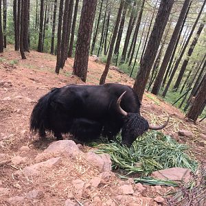 Yak - Bansra Gali Wildlife Park 10/7/2018