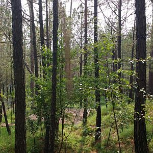Siberian tiger enclosure - Bansra Gali Wildlife Park 10/7/2018