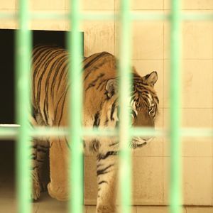Siberian tiger 'Rocky' - Bansra Gali Wildlife Park 10/7/2018